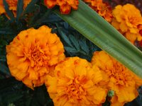 DSC00299